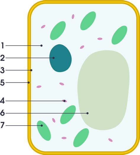 simple diagram  plant cell simple plant cell labeled hd png