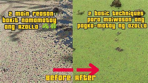 Bakit Namamatay Ang Azolla At Paano Ito Maiiwasan 2 Basic Techniques