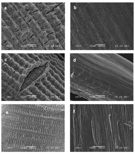 Nanocellulose From Rice Husk Following Alkaline Treatment To Remove