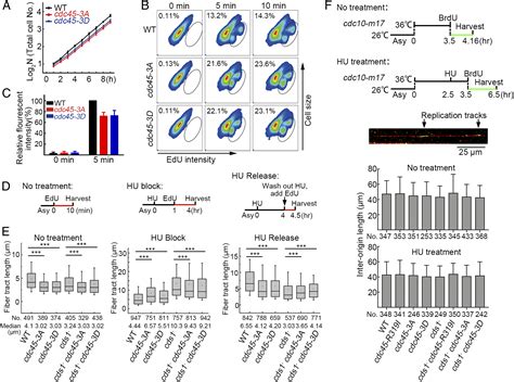 The Intra S Phase Checkpoint Directly Regulates Replication Elongation