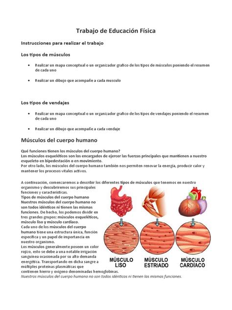 Trabajo De Educación Física Pdf Músculo Músculo Cardíaco