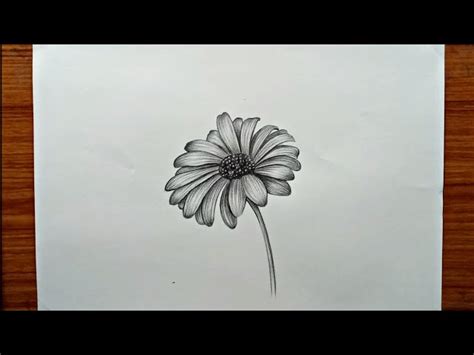 Daisy Pencil Drawing