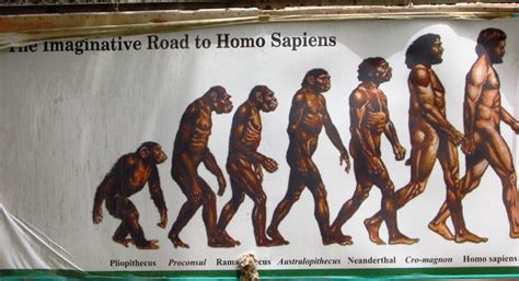 Human Evolution History, Stages, Timeline, Tree, Chart,, 55% OFF