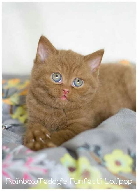 Cinnamon British Shorthair Kitten