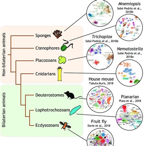 Mechanisms of cell type evolution discussed during the symposium. (A ...