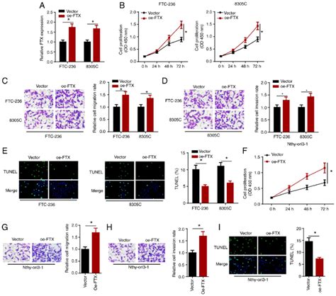 Ftx Overexpression Accelerates Proliferation Migration And Invasion