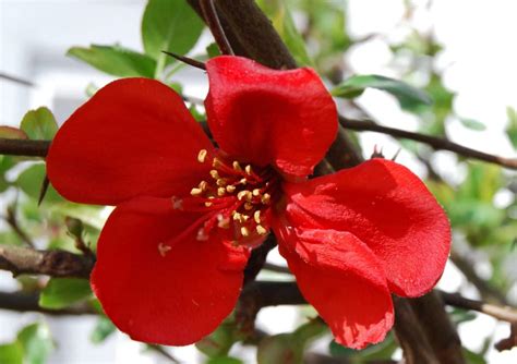 Foto Gratis Ramo Natura Flora Fiore Rosso Ramo Foglia Giardino