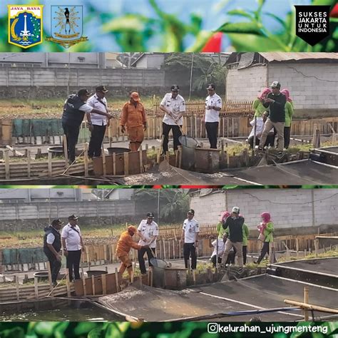 Pelaksanaan Panen Raya Cabai Rawita Peti Se Kota Jakarta Timur