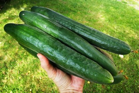 Gurken Richtig Ernten Und Lagern Anleitung Hausgarten Net