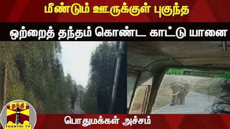 மீண்டும் ஊருக்குள் புகுந்த ஒற்றைத் தந்தம் கொண்ட காட்டு யானை