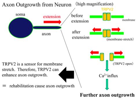 068 Trpv2 Enhances Axon Outgrowth Through Its Activation By Membrane