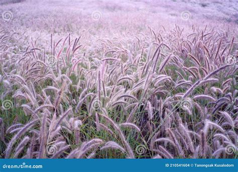 Beautiful Grass Flowers Fields On The Hills Stock Photo Image Of