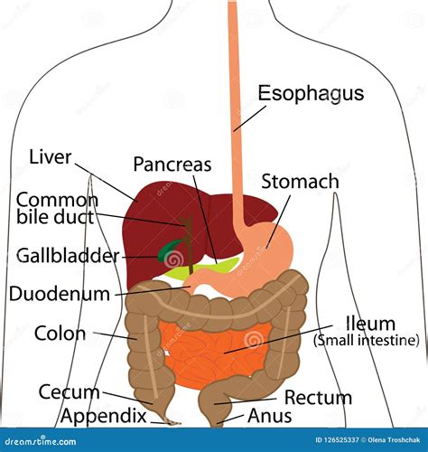 Carta De Sistema Digestivo Órganos Digestivos En Un Cuerpo Humano