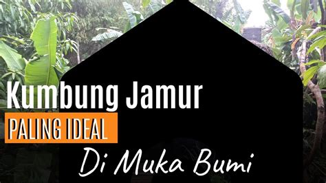 Kumbung Jamur Tiram Paling Ideal Di Muka Bumi HARVEST MUSHROOM YouTube