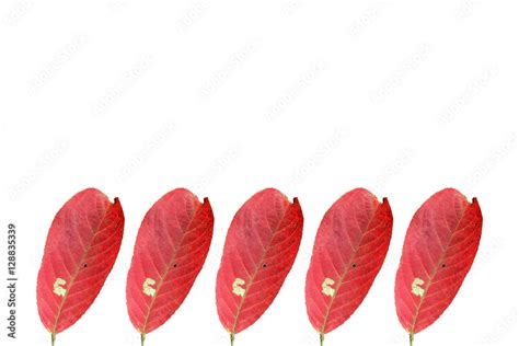 Red autumn leaf isolated on white background Stock Photo | Adobe Stock