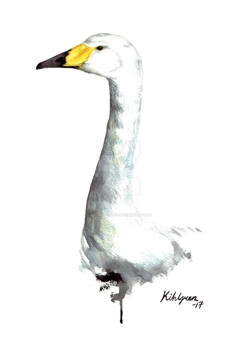 Whooper swan. by JacobKihlgren on DeviantArt