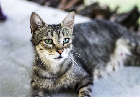 10 choses à savoir sur les chats QUATRE PATTES en France