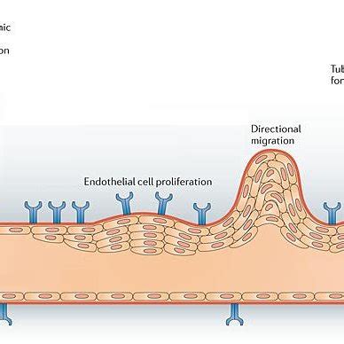 2 Cellular and molecular interactions during angiogenesis. Angiogenesis ...