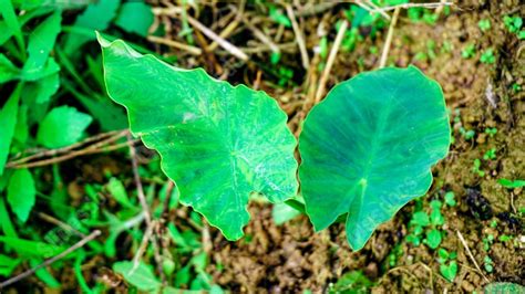 Fondo Primer Plano De La Selva De La Planta Verde Protecci N Ambiental