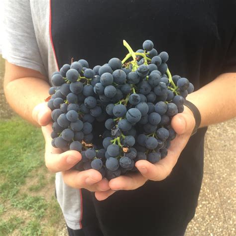 First Time growing grapes 🌞 : gardening