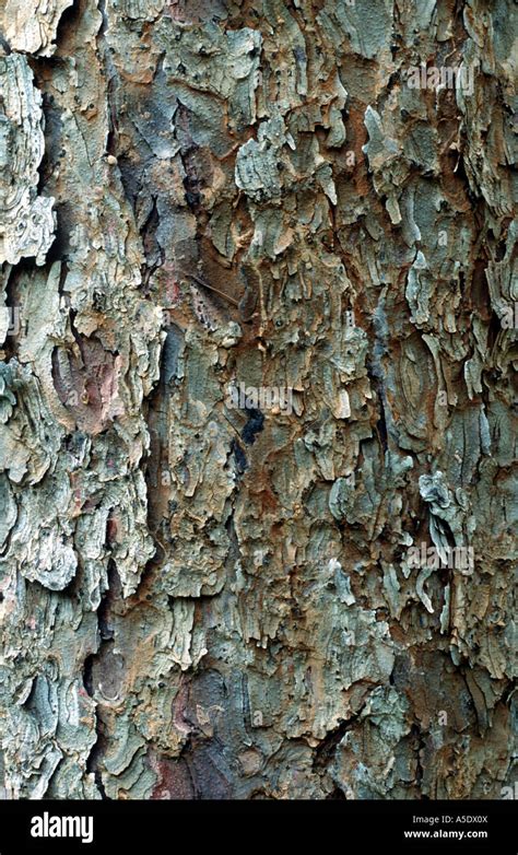 Blue Spruce Bark