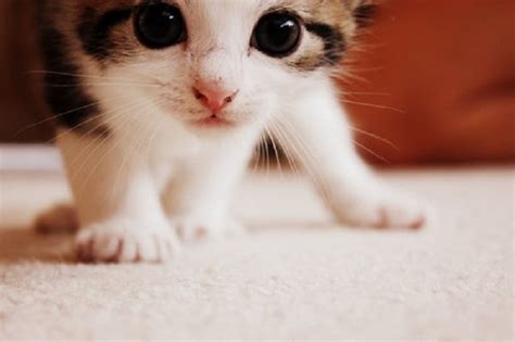 30 Most Adorable and Cutest Cat Photos Collection - Vote for The Cutest Cat