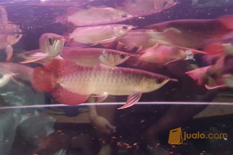 Ikan Arwana Super Red Gen Merah 23cm Di Kota Jakarta Barat Dki Jakarta