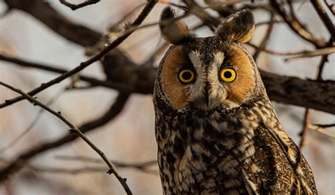 Owl Ears Good Natured