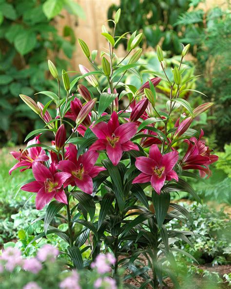 Lily 'Purple Prince' bulbs — Buy purple orienpet lilies online at ...