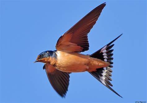 barn swallow  flight shooting techniques  membe flickr