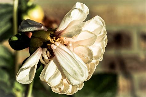 Kostenlose Foto Natur Bl Hen Tau Fotografie Sonnenlicht Blatt