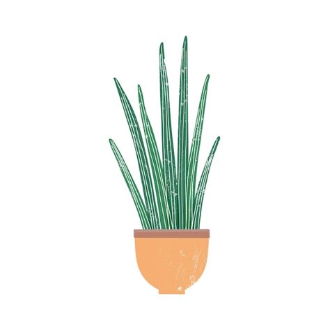 Ilustra O Em Vetor Plana Planta De Casa Sansevieria Cylindrica Planta