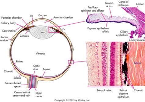 Histology Of Choroid Of Eye