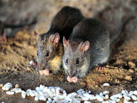 Three-Month-Old Baby Eaten Alive by Giant Rats | Breitbart