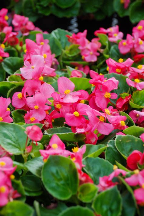 How To Keep Begonias Blooming Big 3 Secrets To More Flowers