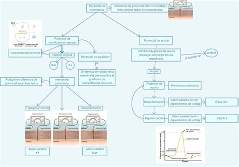 Potencial De Membrana Mapa Mental