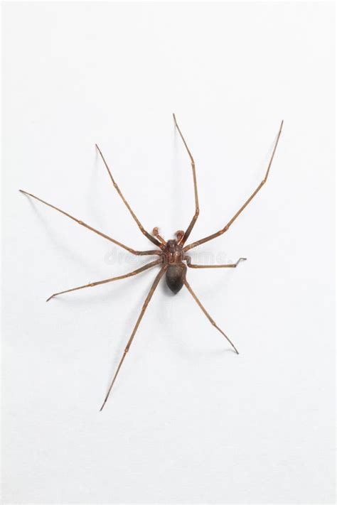 Baby Brown Recluse Spiders