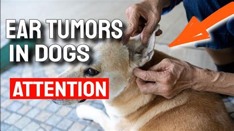 🐶ear Tumors In Dogs Symptoms Causes And What To Do Youtube