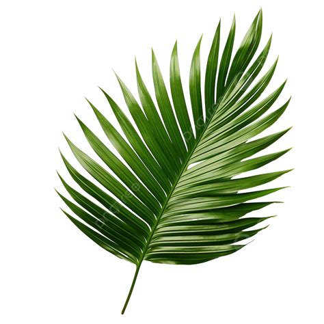 Tropical Green Palm Leaf Palm Leaf Green PNG Transparent Image And