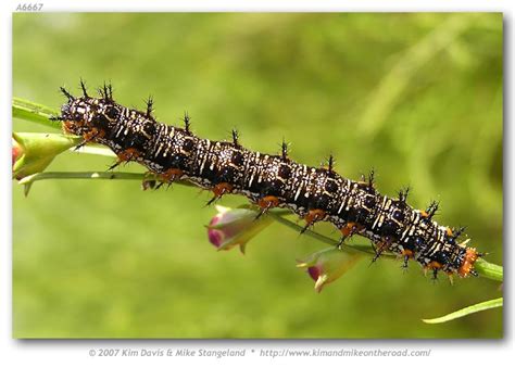 Junonia c. coenia (Northern Buckeye)