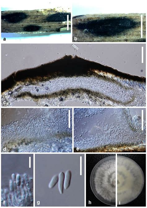 Diaporthe Torilicola Mflu 16 1166 Holotype A B Conidiomata On