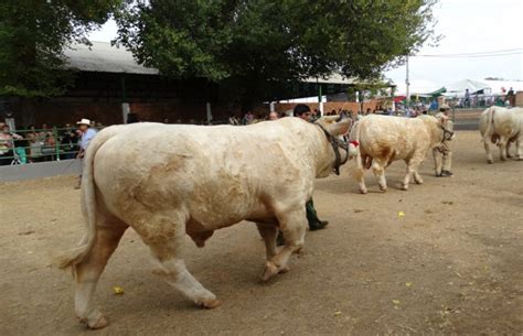 Más de 2 000 cabezas de ganado en la Feria Ganadera de Zafra para un