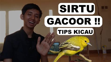 Tips Membuat Burung Sirtu Gacor Seperti Di Hutan Los Dol Suara Kristal