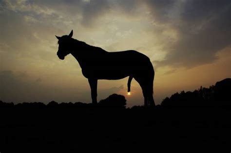 Horse Peeing Stock Photos, Pictures & Royalty-Free Images - iStock