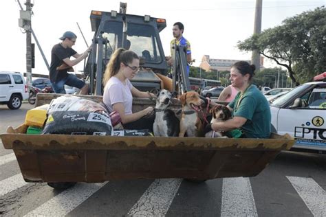 Rede Tiradentes Mais De 11 Mil Animais Afetados Pelas Enchentes No RS