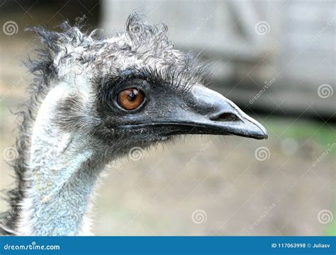 Ostrich Head With Large Eyes Close Up Stock Photo Image Of Bird