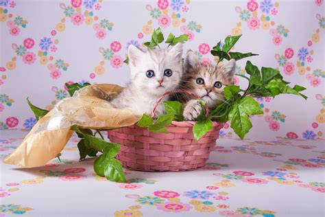 Cute Kittens Wallpapers - Girly Life