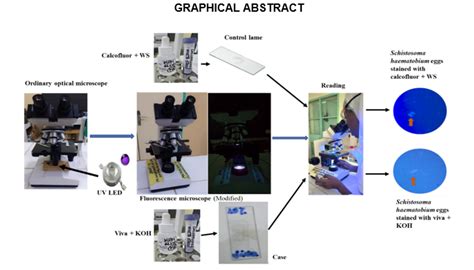 Fluorescence Based Detection Of Schistosoma Haematobium Eggs Using