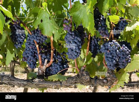 Grapes growing in a vineyard in Tuscany in Italy Stock Photo - Alamy