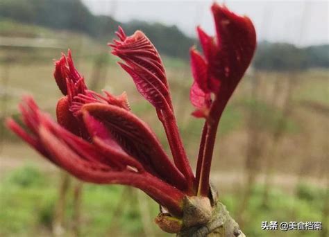 春天只吃香椿芽枸杞芽花椒芽柳樹芽等8種樹上蔬菜吃過嗎 每日頭條